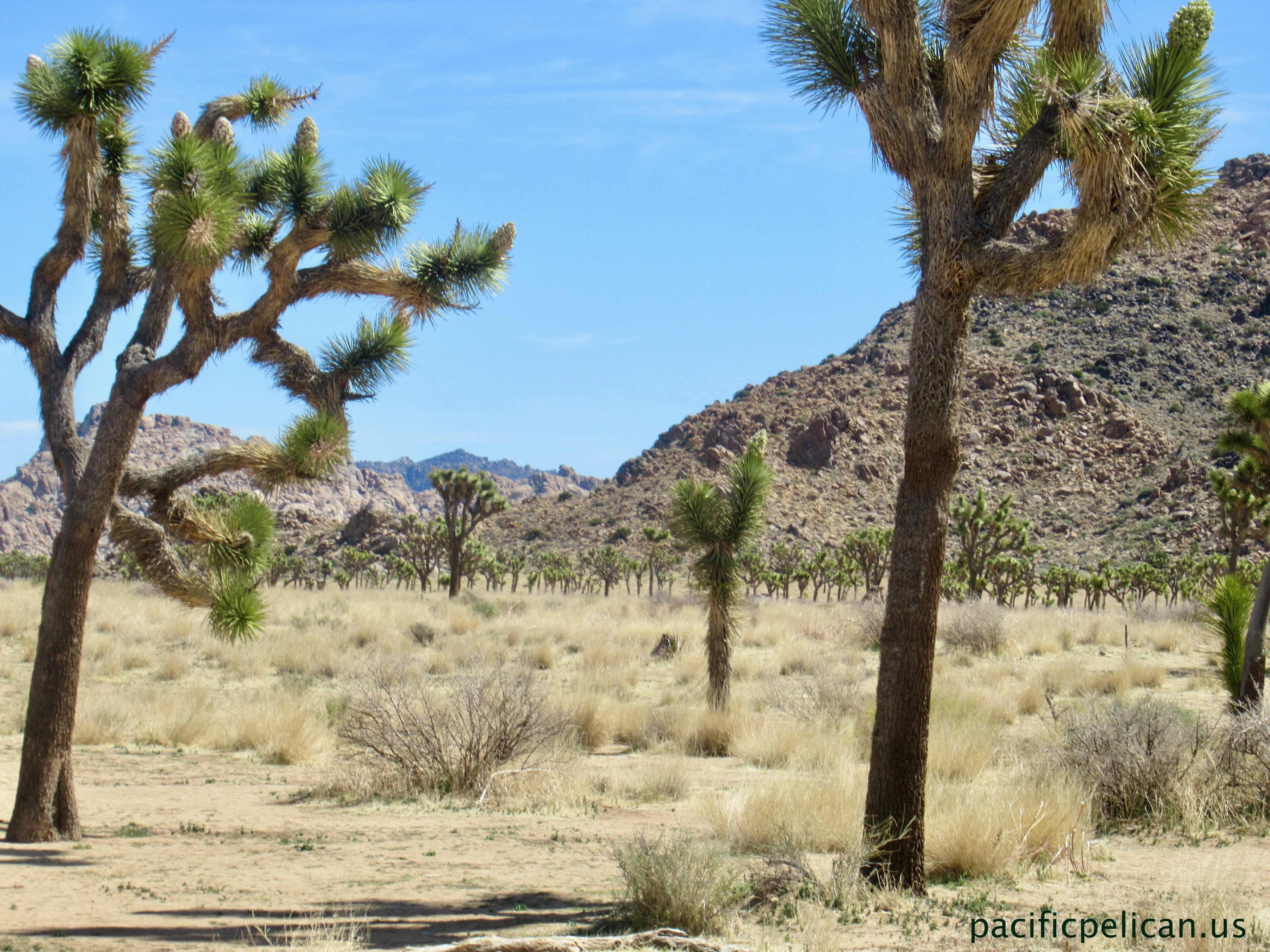 Joshua Tree
